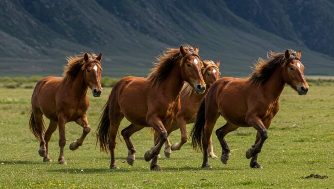 Most Iconic Wild Horse Populations Around the World