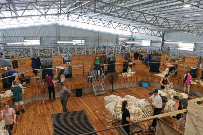Shearing Shed for Your Farm