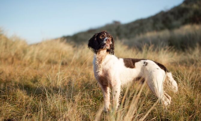 English Springer Spaniels