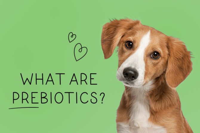 What Are Prebiotics