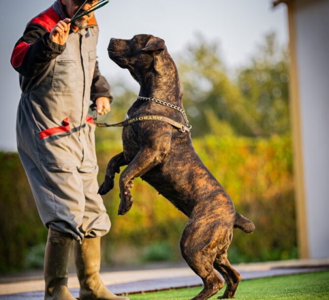 Choosing Boerboels