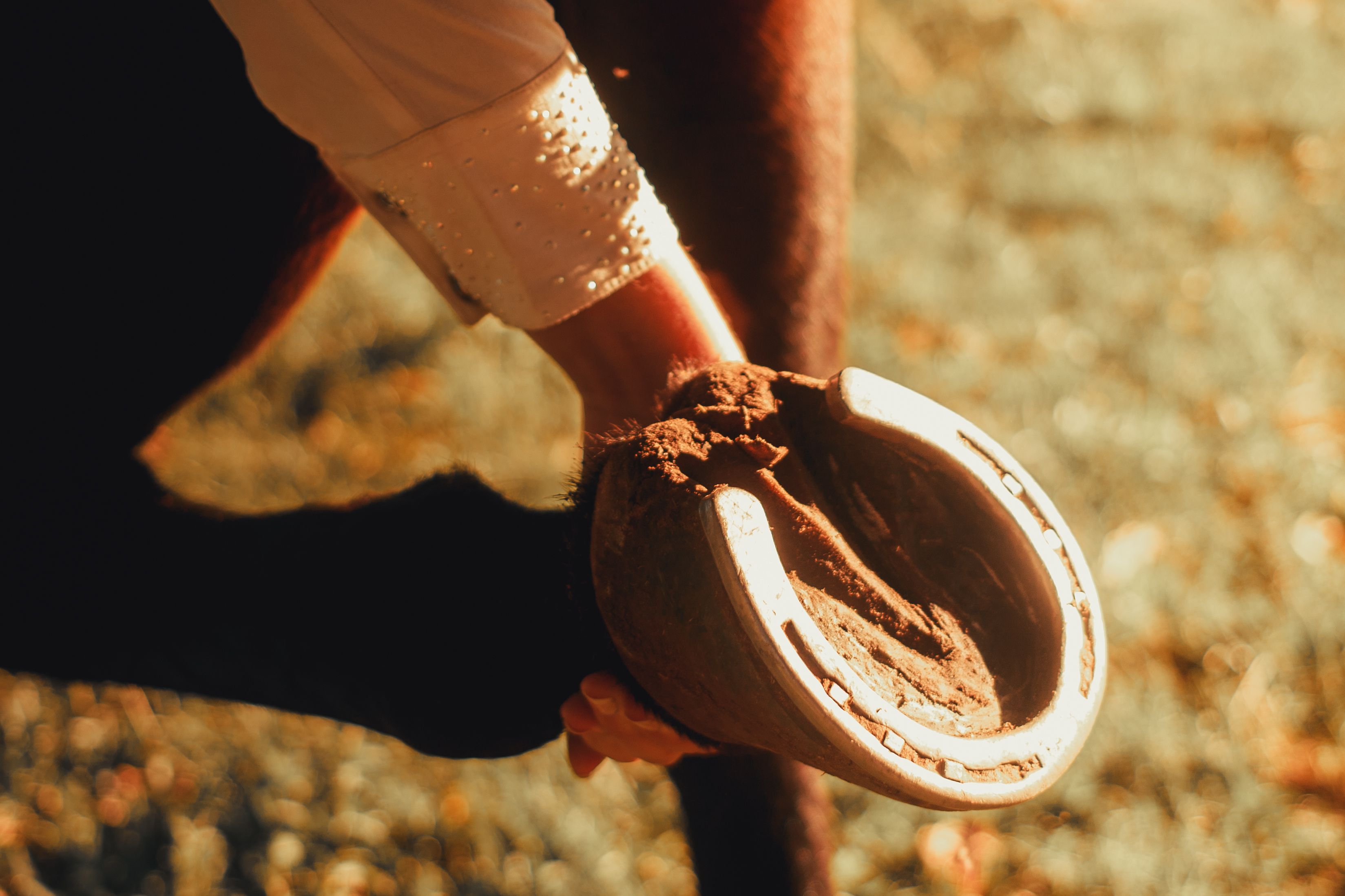 Close-up of a person cleaning a horse's hoof, illustrating routine hoof and limb care.