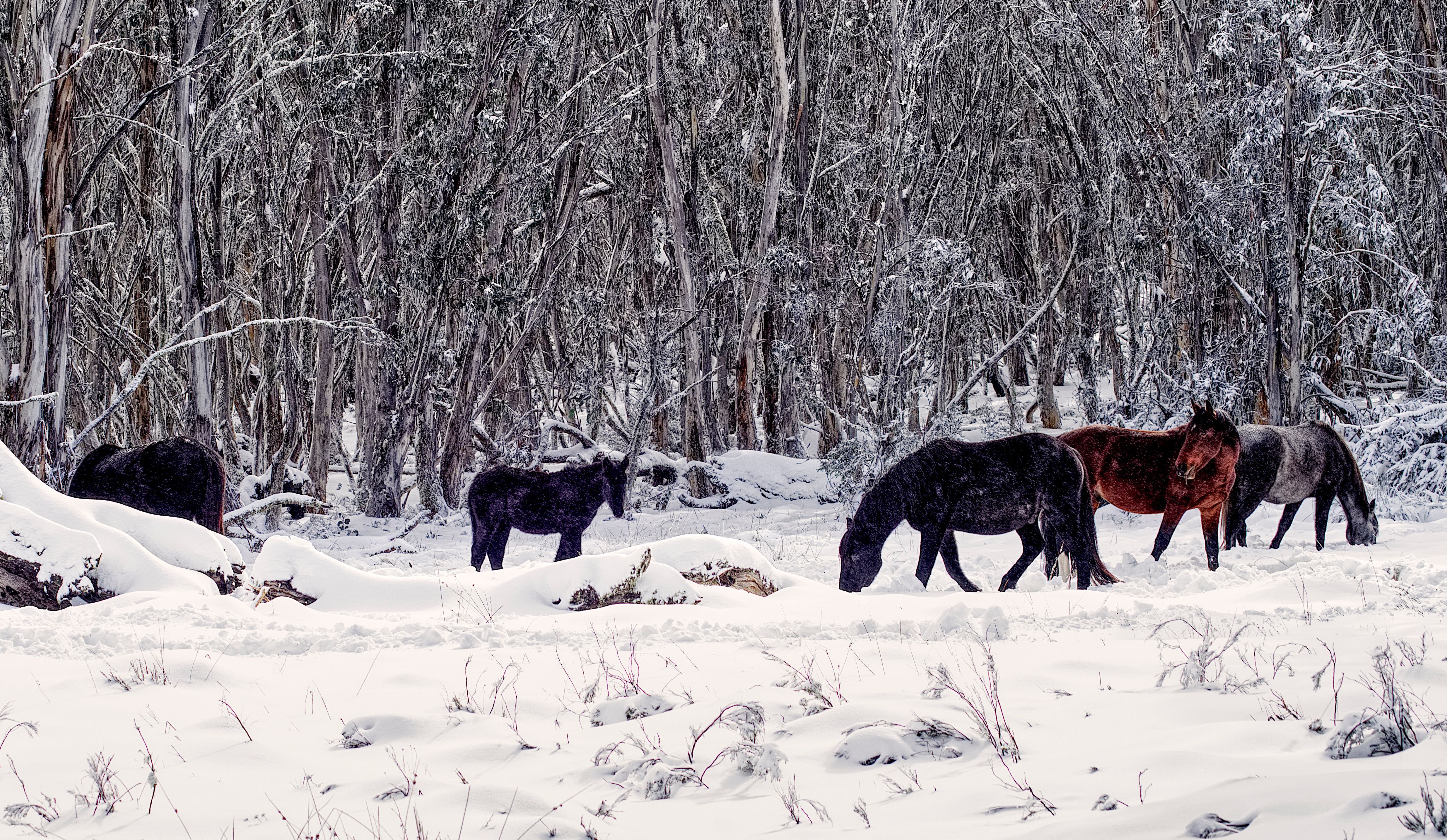 Wild horses grazing in a snowy forest during winter.