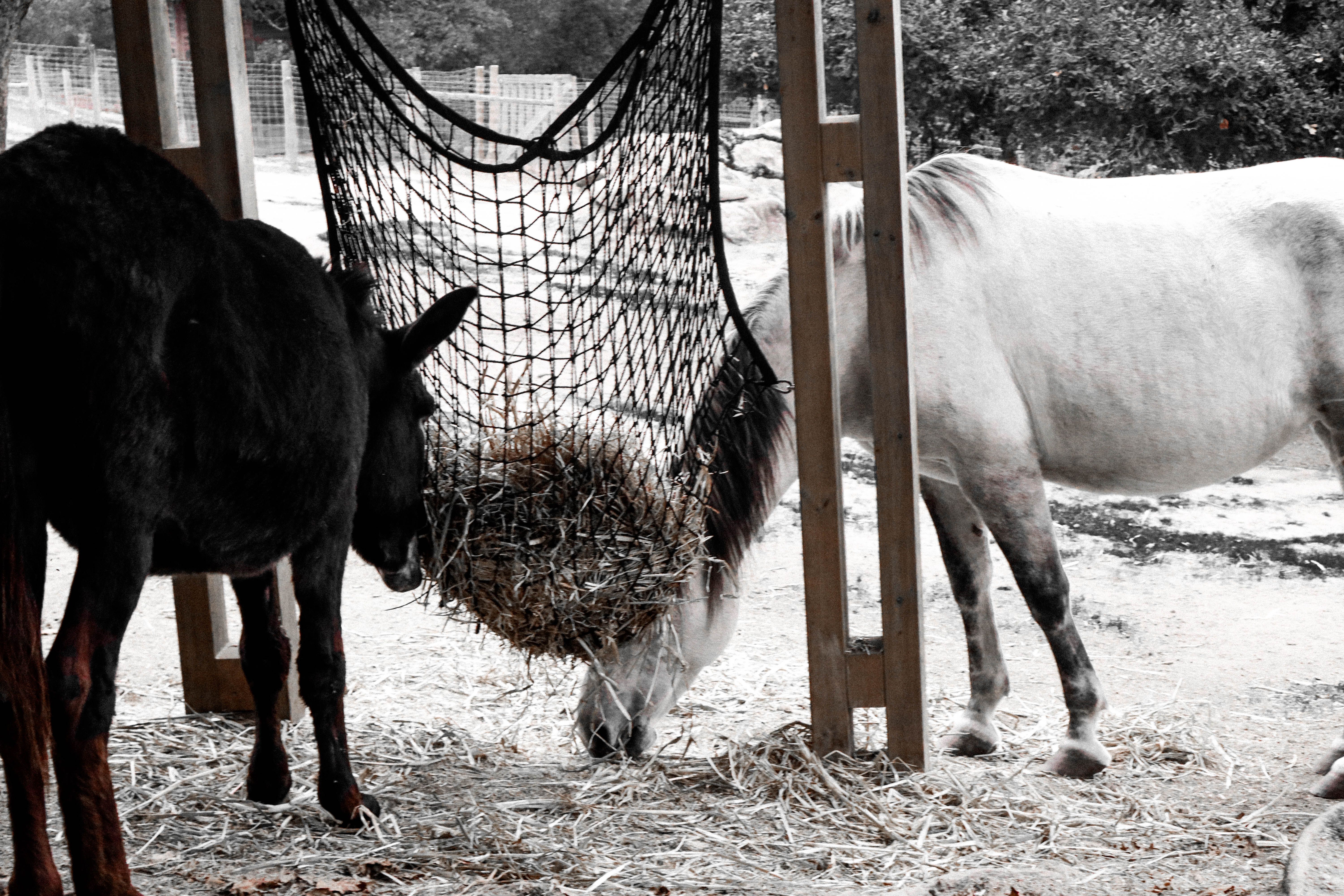 Two horses eating hay from a net in an outdoor paddock, illustrating winter feeding and daily care.