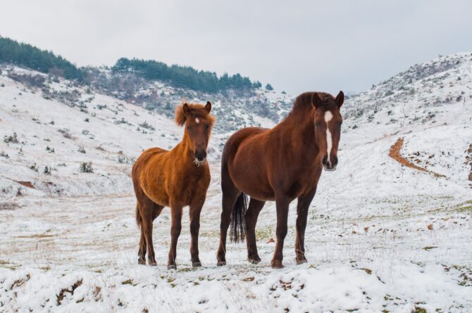 Two brown horses standing in a snow-covered landscape during winter.