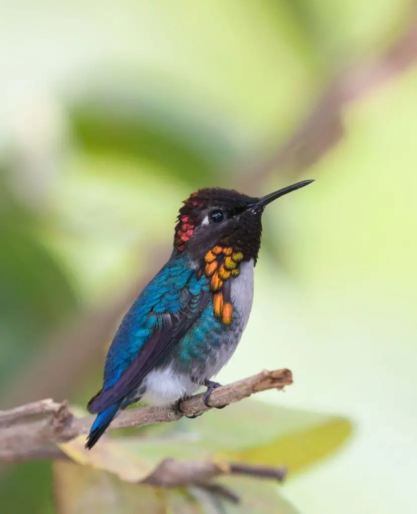 Bee Hummingbird (Mellisuga helenae) Close Up