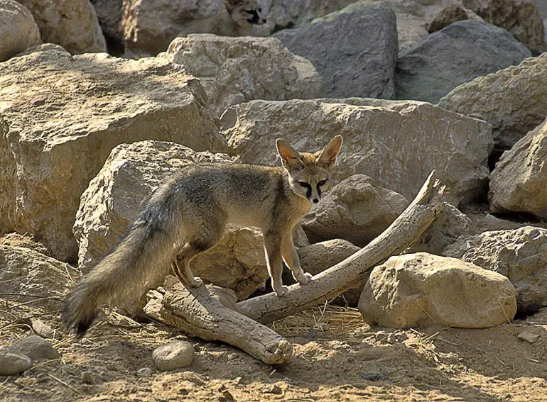 Blanford's Fox (Vulpes cana)