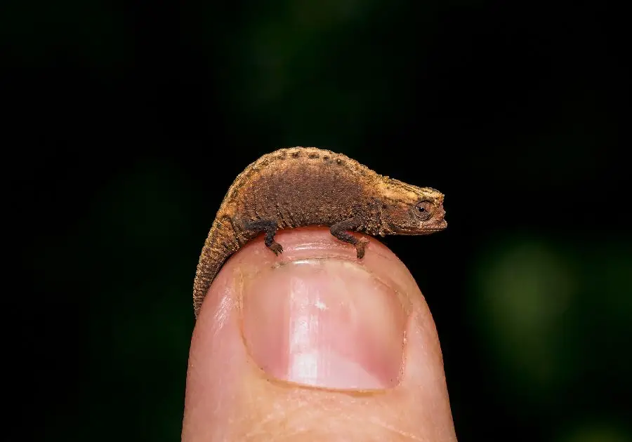 Brookesia Micra Chameleon (Brookesia Micra) on Person's Thumb
