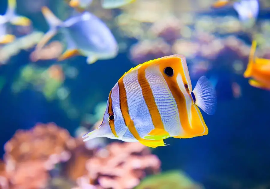 Butterflyfish (Chaetodontidae)