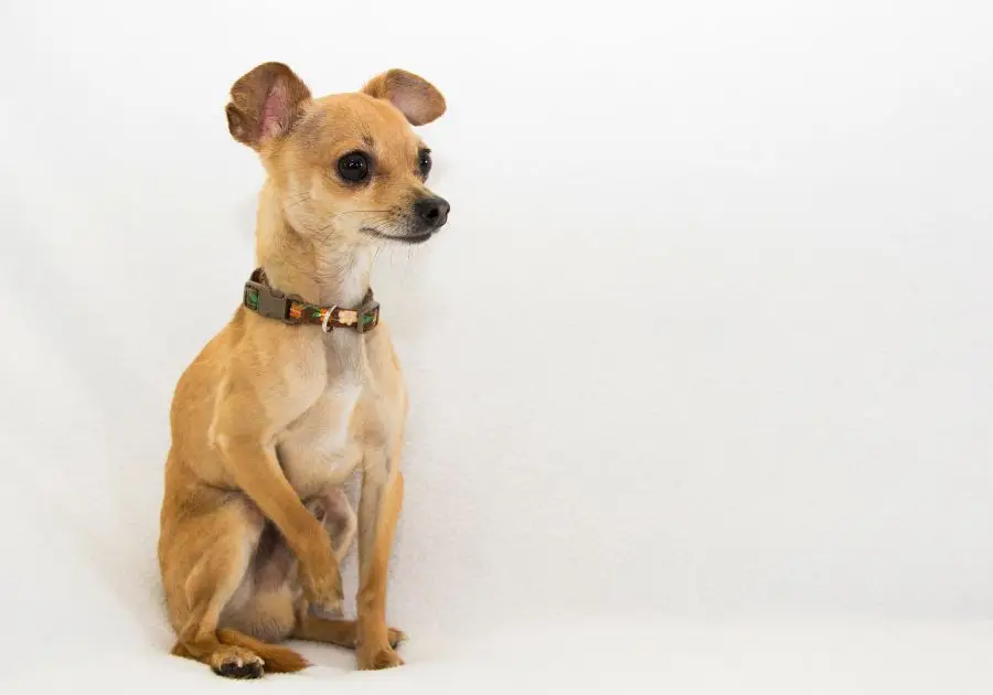 Chihuahua (Canis familiaris)