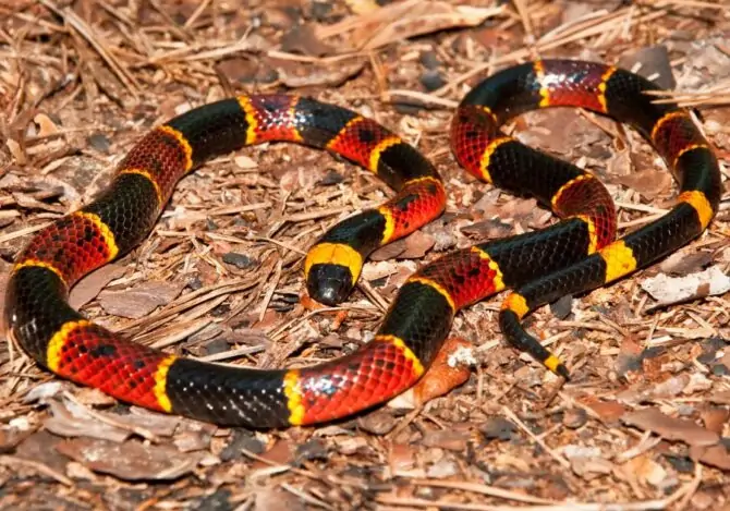 Coral Snake (Serpentes) Close Up