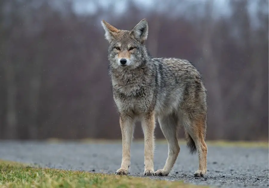 10 Most Dangerous Animals In Maine That Are Deadly