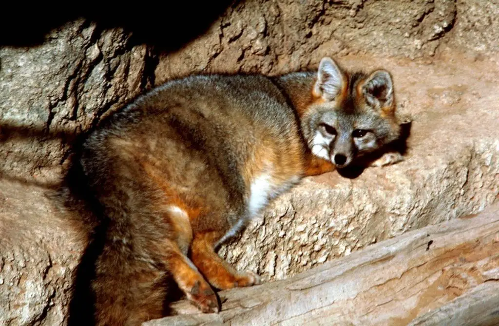 Cozumel Fox