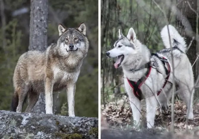 what is difference between dog and wolf