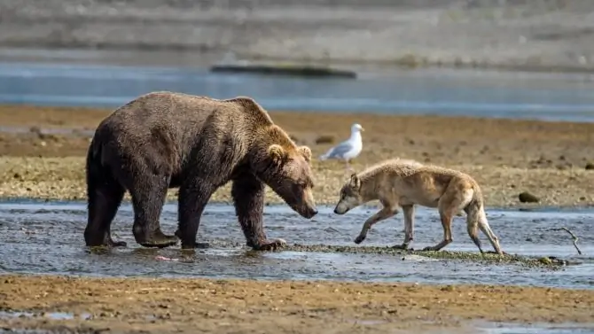 do bears and dogs share a common ancestor