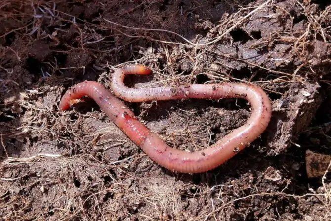 Earthworm (Lumbricina) on Wet Humus Soil