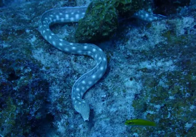 Eel (Anguilla Japonica ) Swimming Underwater