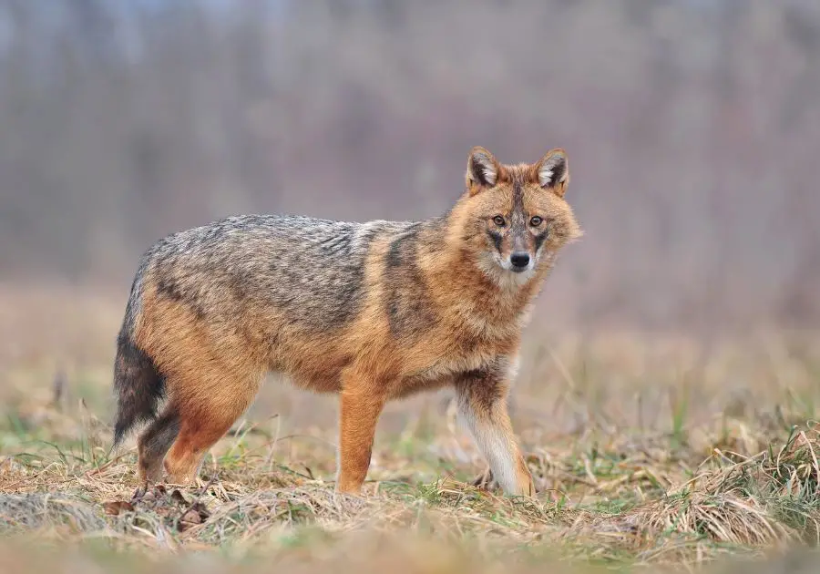 Golden Jackal (Canis Aureus) Looking Aside