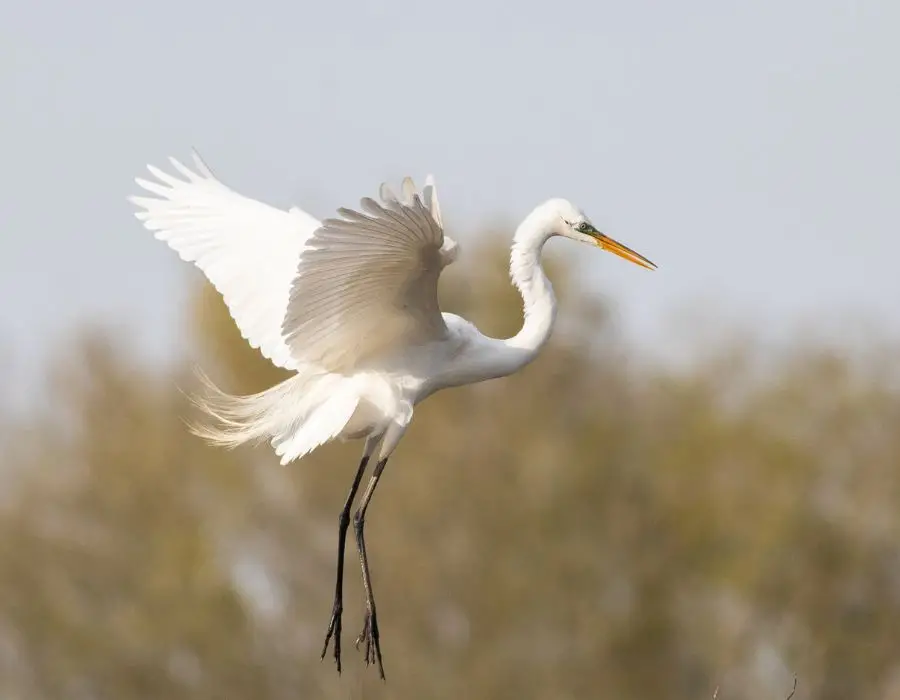 Great Egret (Ardea Alba) Flying
