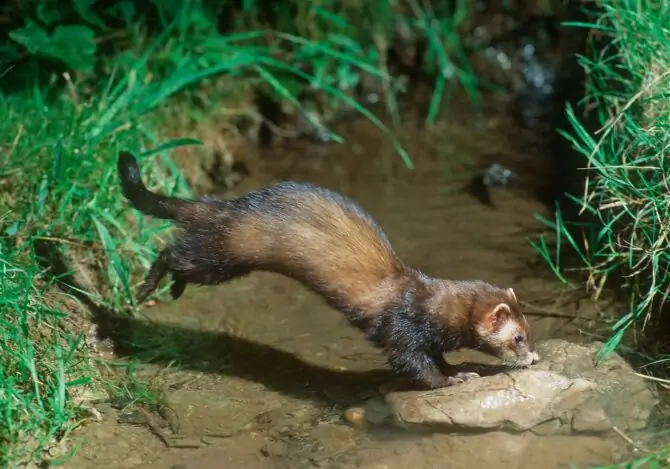 Polecat (Mustela putorius) jumping over river