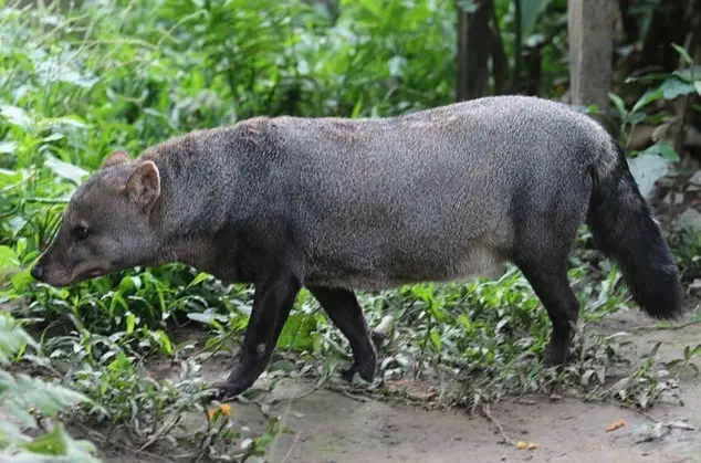 Short-eared Dog (Atelocynus Microtis) in the Amazon Rainforest