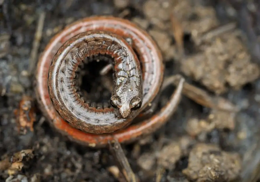 California Slender Salamander (Batrachoseps) Curled Up