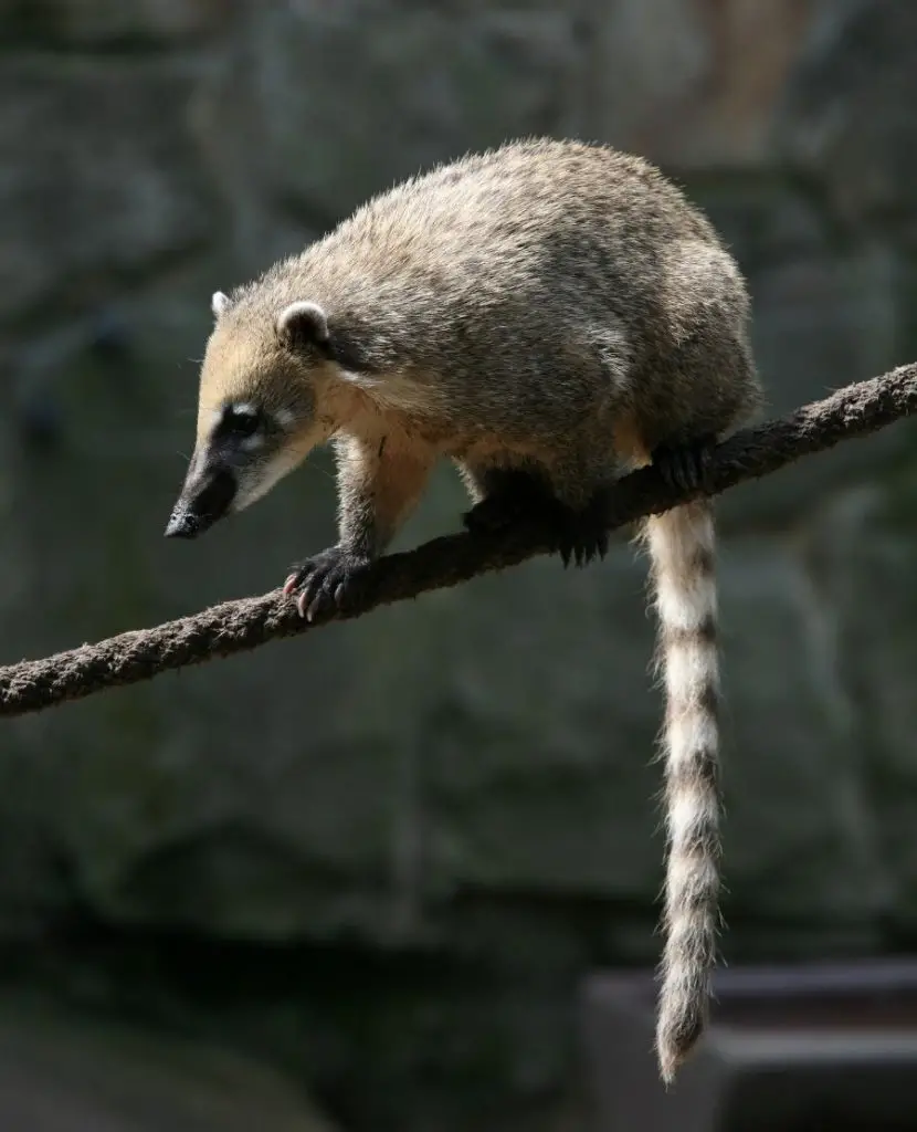 30 Animals With Long Tails (Examples With Pictures)