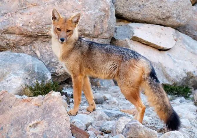 South American Gray Fox (Lycalopex griseus)