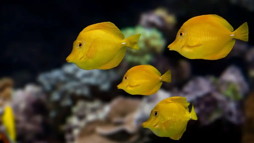 30 Yellow Animals That Are Stunning (List & Pictures) - Animal Vivid