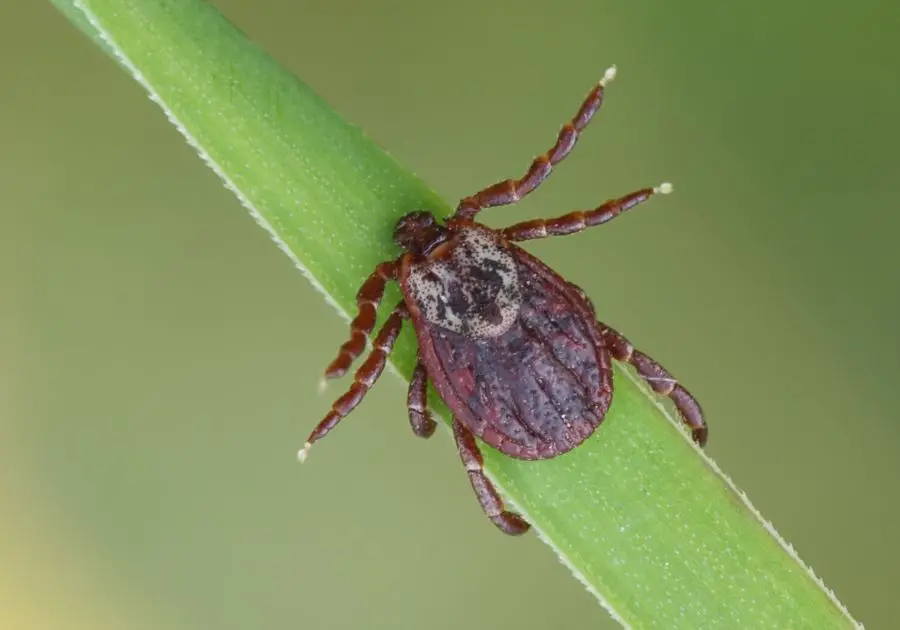 Tick (Ixodida) Top Close Up View
