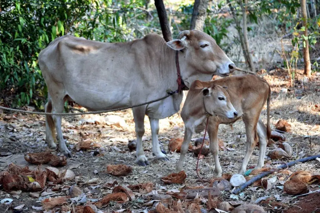 Vechur Cow (Bos Taurus Indicus)