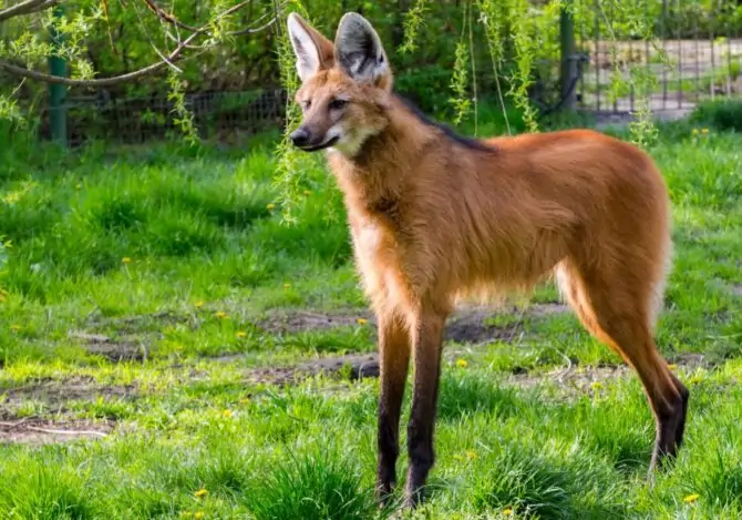 View of Adult Maned Wolf (Chrysocyon Brachyurus)