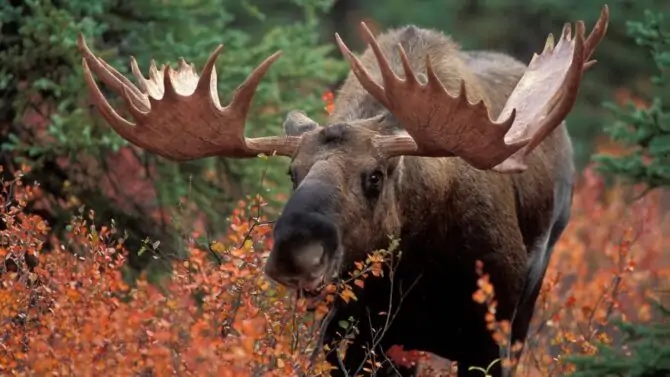 10 Most Dangerous Animals In Canada That Are Deadly