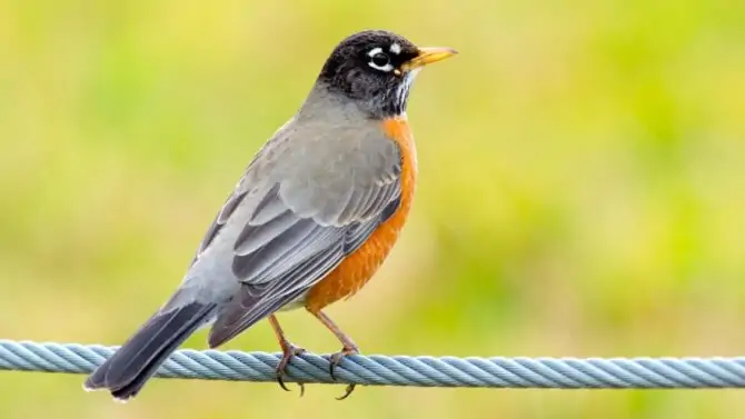 15 Birds That Look Like Robins But Aren't (w/ Pictures)