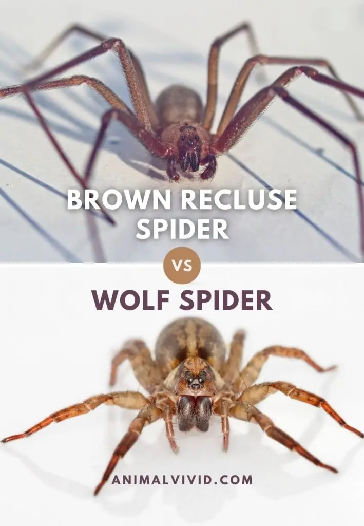 Brown Recluse Spider Vs Wolf Spider Comparison 709x1024 .webp