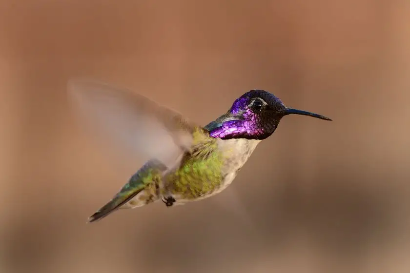 Costa's Hummingbird (Calypte costae)