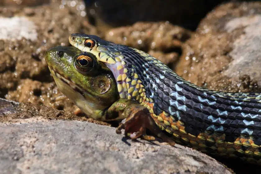 Do Snakes Eat Frogs? (15 Snakes That Eat Frogs)