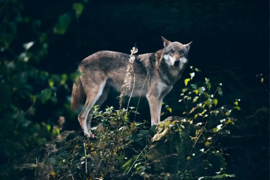 Can Wolves See In The Dark? Do They Have Night Vision?