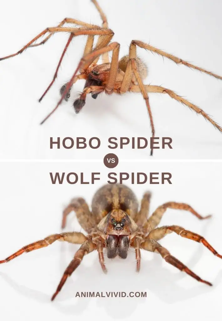 brown recluse vs wolf spider