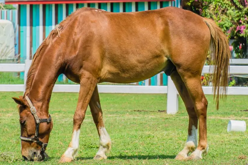 Horse (Equus ferus caballus )