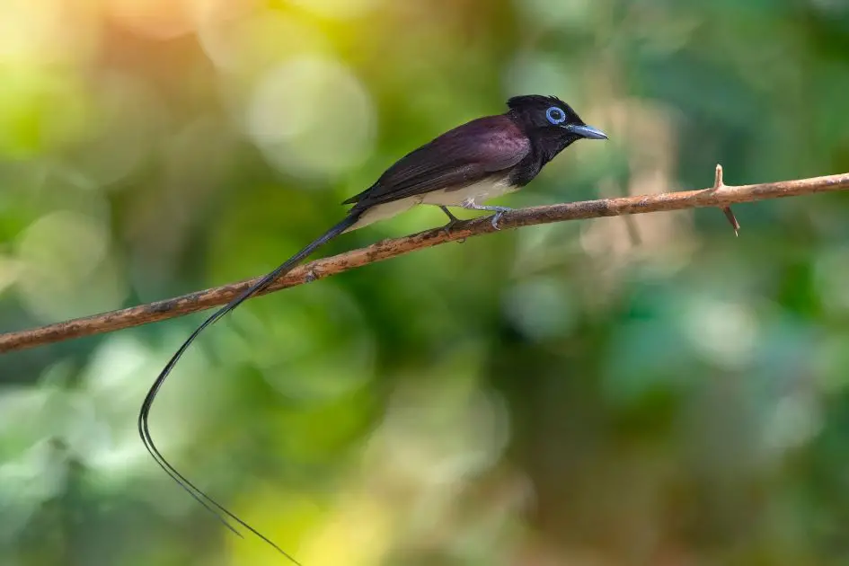 Japanese Paradise Flycatcher (Terpsiphone atrocaudata)