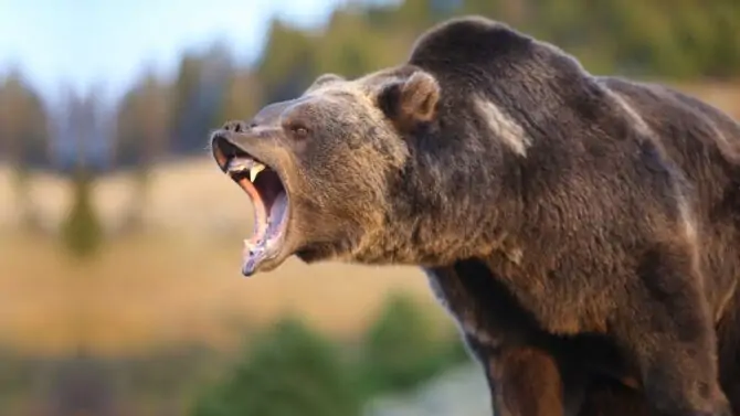 10 Most Dangerous Animals In Alaska That Are Deadly