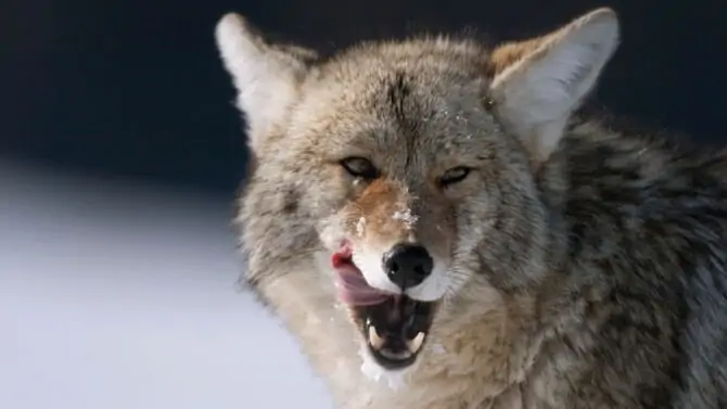 10 Most Dangerous Animals In Maine That Are Deadly 10 Most Dangerous Animals In Maine That Are Deadly