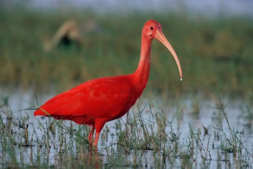 Scarlet Ibis (Eudocimus ruber)