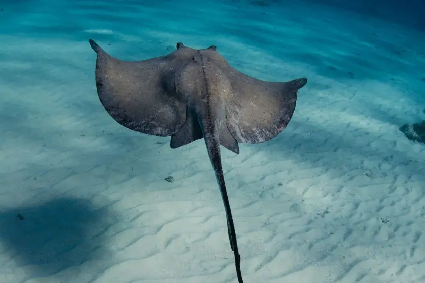 Southern Stingray (Hypanus americanus)