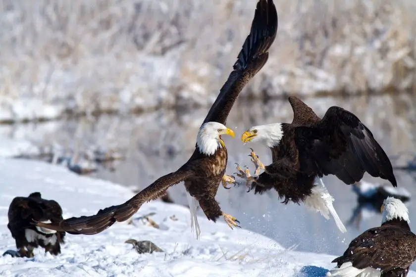 A Group of Eagles - Convocation