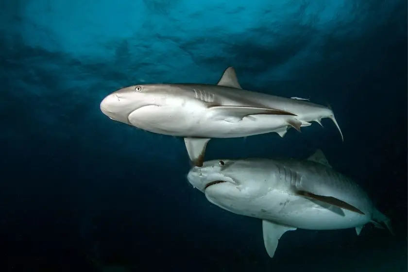 A Group of Sharks - Shiver