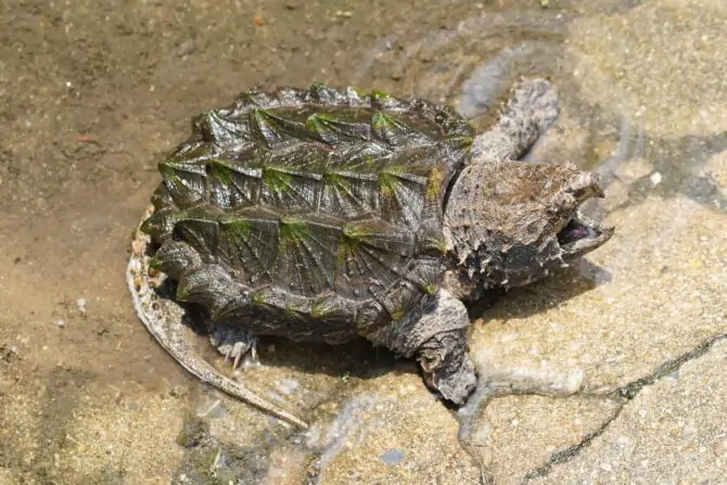 Alligator Snapping Turtle (Macrochelys temminckii)