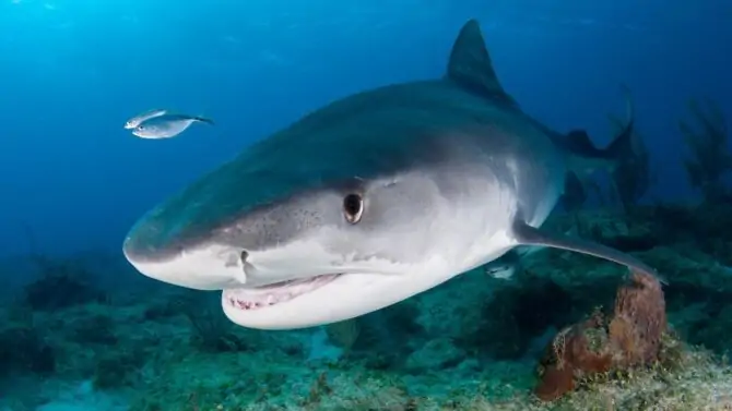 Do Sharks Have Eyelids? Do Sharks Blink Their Eyes?