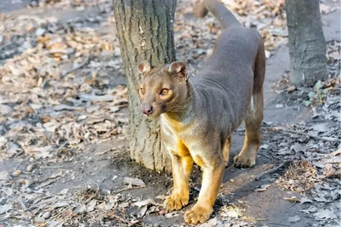 10 Most Dangerous Animals In Madagascar 10 Most Dangerous Animals In Madagascar